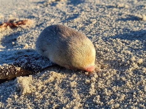 South African mole rediscovered after nearly 100 years