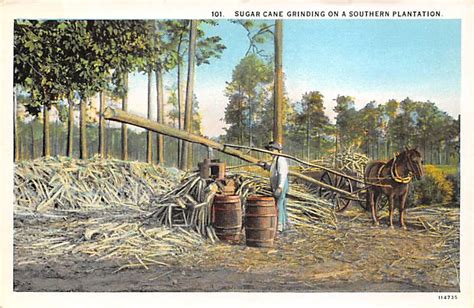 Sugar Cane Grinding on a Southern Plantation Farming Postcard ...