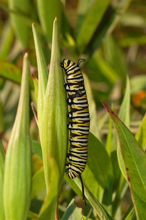 File:Monarch Butterfly Danaus plexippus Vertical Caterpillar 2000px.jpg ...