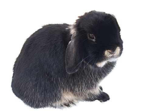 Mini Lop Black Otter Adult – The London Show