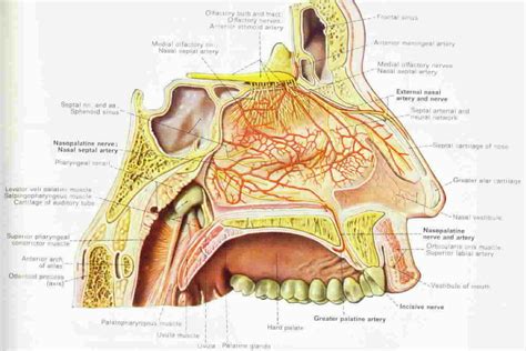 Nasal anatomy and physiology