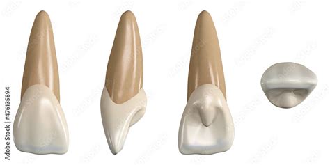 Obraz Permanent upper central incisor tooth. 3D illustration of the ...