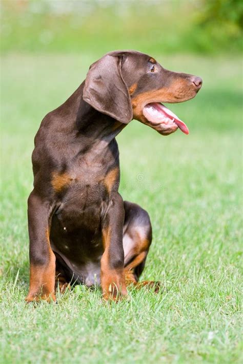 Cucciolo Marrone Del Doberman Fotografia Stock - Immagine di canino ...