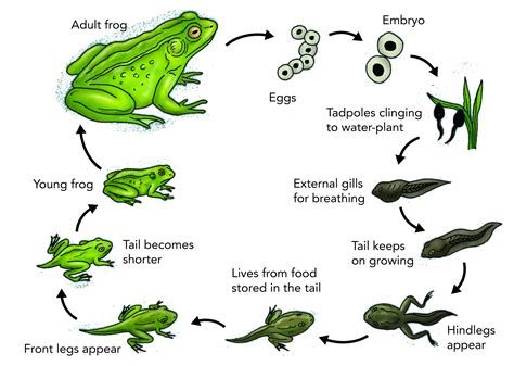 Metamorphosis Frog