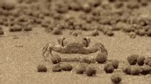 Crab Dancing GIFs | Tenor