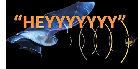 Badass Biology: Bat Echolocation - Charged Magazine