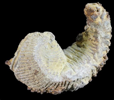 Cretaceous Fossil Oyster (Rastellum) - Madagascar (#54432) For Sale ...