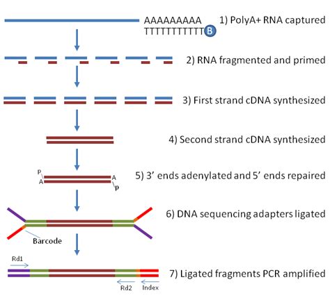 2 Introduction to Single-Cell RNA-seq | Analysis of single cell RNA-seq ...