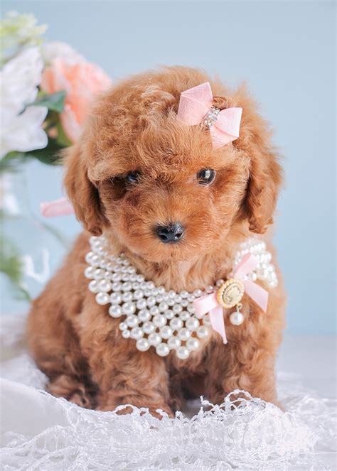 Cutest Red Poodle Puppies Available South Florida | Teacups, Puppies ...