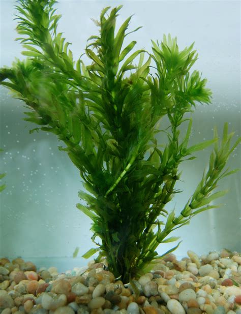 Freshwater Underwater Plants