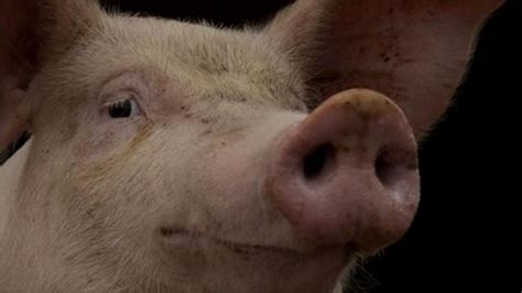 Farmers look to pig poo to boost revenues - BBC News