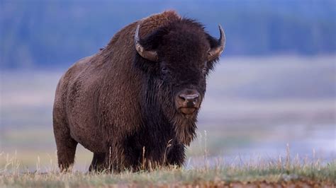 Bison gores Arizona woman in chest at Yellowstone National Park