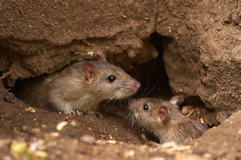 Examining the Health Risks of a Mice Infestation