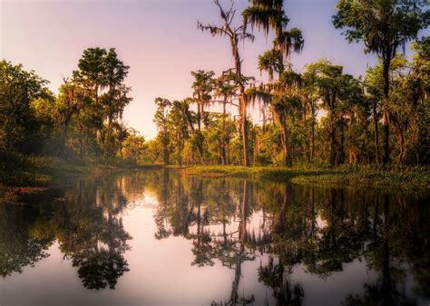 What Is A Bayou & What Is There To Do? - Bayou Swamp Tours