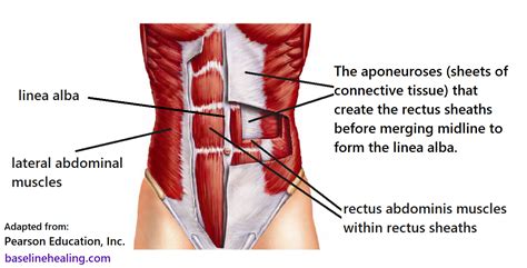 linea alba midline primary guide for body alignment