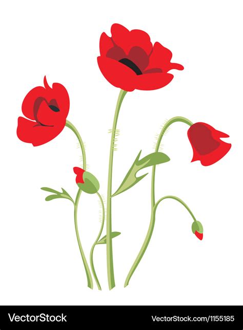 Poppy flowers Royalty Free Vector Image - VectorStock