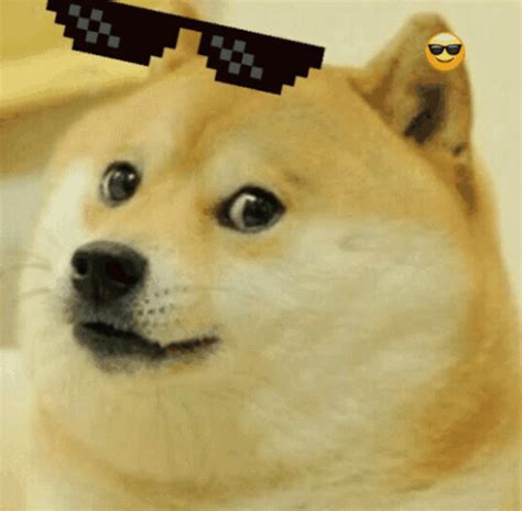 Doge Meme GIF - Doge Meme Deal With It - Discover & Share GIFs