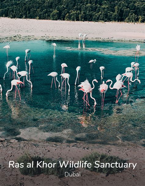 Ras al Khor Wildlife Sanctuary - Habo Cruise