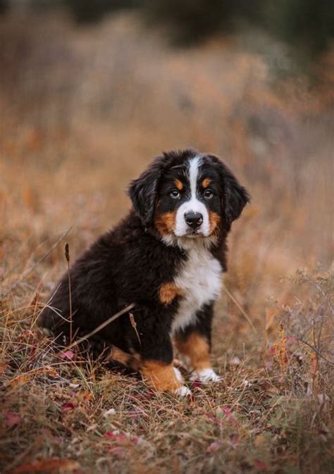 35 Cutest Dog Breeds Popular Cute Dog Breeds