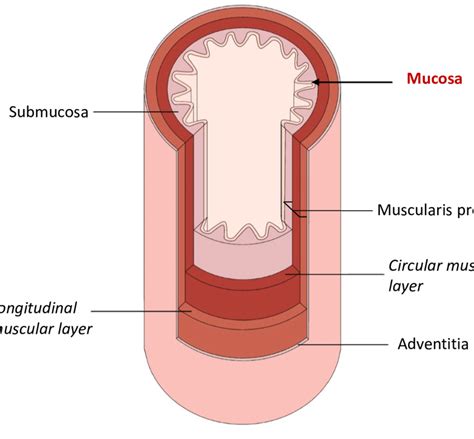 Diagram showing the layers of the oesophagus | Download Scientific Diagram