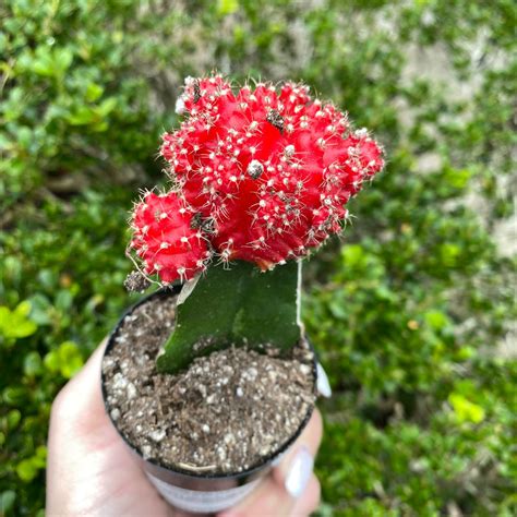 Red Grafted Moon Cactus 2.5 inch pots Gymnocalycium | Etsy