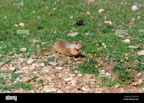 Ground squirrel eating Stock Photo - Alamy