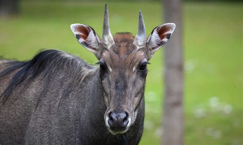 Nilgai - A-Z Animals