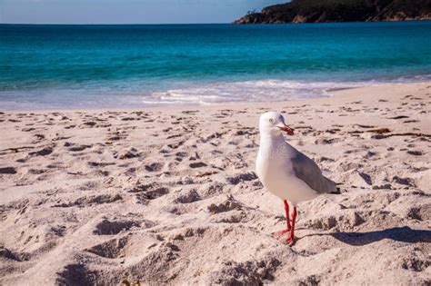 Sea gull on beach stock photo. Image of daytime, background - 88508386