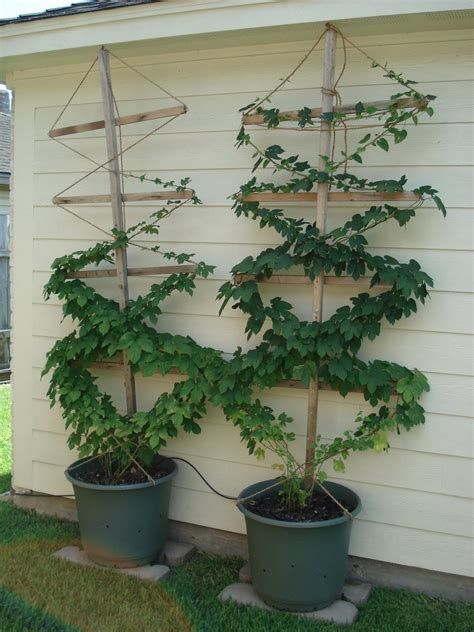 hops plants - Google Search Hops Trellis, Diy Trellis, Trellis Plants ...