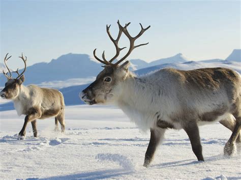 Visit the North Pole and meet reindeer on a weekend trip from NYC!