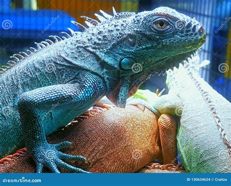 Beautiful Colors Iguana Pets Closeup Stock Photo - Image of closeup ...