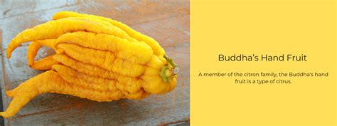 Buddha’s Hand Fruit – Health Benefits, Uses and Important Facts ...