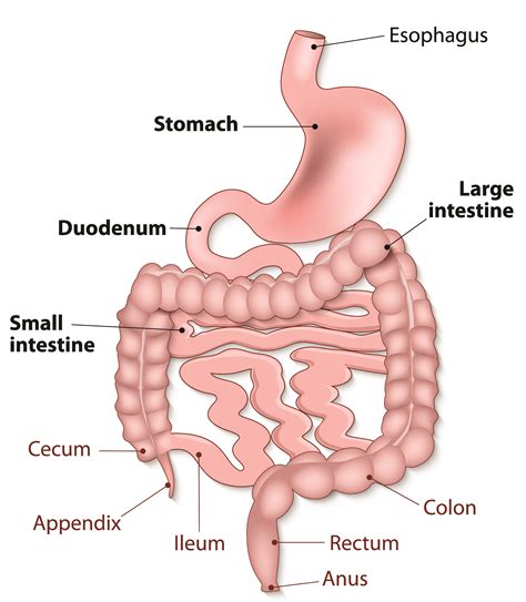 Diagram Of The Bowel System Digestive System Anatomy And Phy