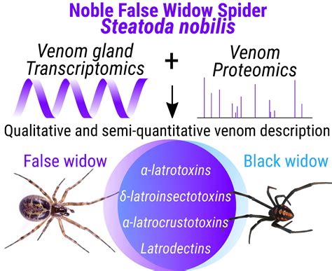 False Black Widow Vs Black Widow