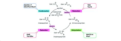 | Fatty acid elongation by the ELOVL family of enzymes. Diagram of the ...