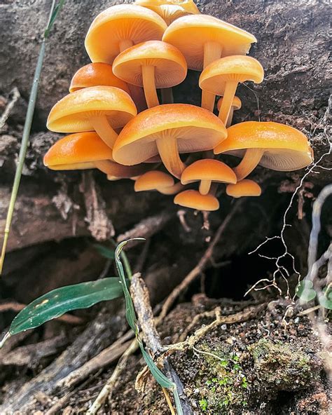 Mycena mushrooms Photograph by Haley Tebbens - Fine Art America