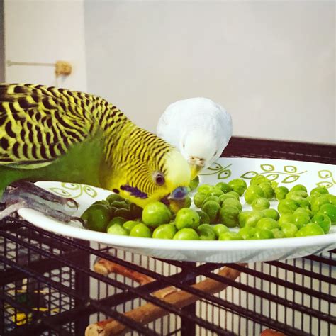 Prepping vegetables for your budgies – and actually getting them to eat ...