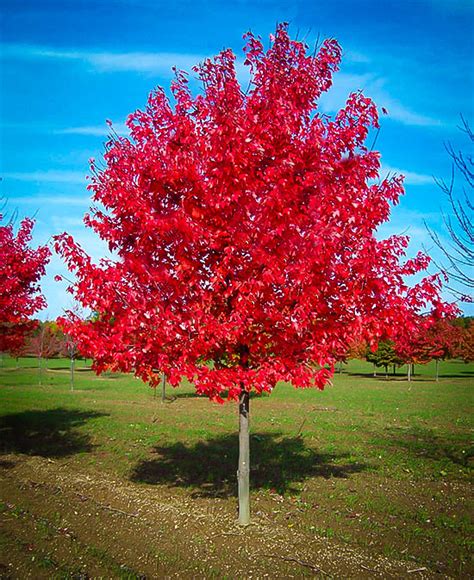 Red Sunset Red Maple Trees For Sale | The Tree Center™