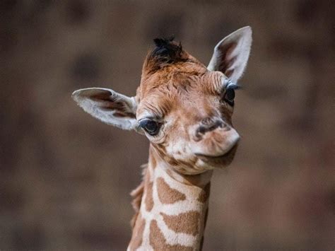 It’s a girl! Chester Zoo’s new baby giraffe has been named | Shropshire ...