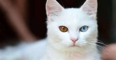 Albinism In Cats - Differences Between White Cats | World Cat Finder