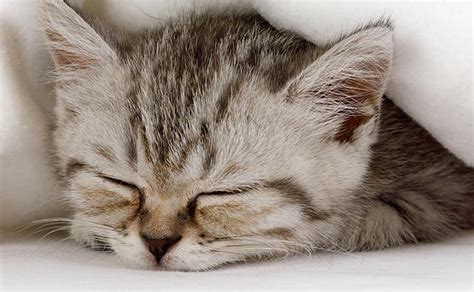 Why Do Cats Sleep So Much? | Saatva