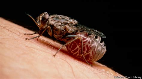 Machine learning can control tsetse flies - Tropical diseases