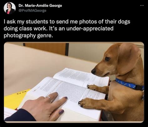 These Hilarious Pet Photos of Dogs Doing Homework Do Not Disappoint