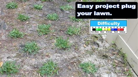 Planting St. Augustine Grass Plugs: The Ultimate Guide | LawnHelpful.com