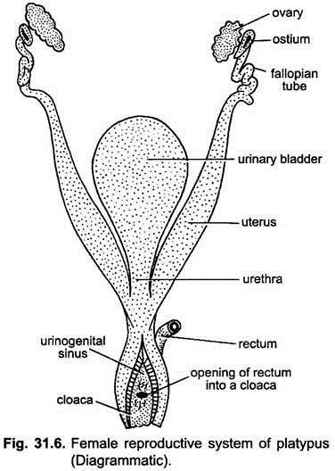 Female Reproductive System of Platypus | Female reproductive system ...