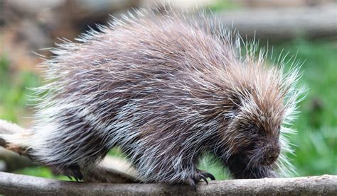 North American Porcupine • Brandywine Zoo