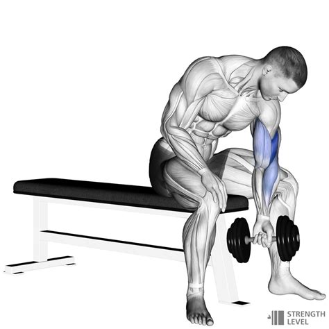 Dumbbell Concentration Curl Standards for Men and Women (lb) - Strength ...