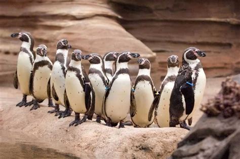 Wiinterrr's Day: Opening nears for Kansas City Zoo's penguin exhibit ...