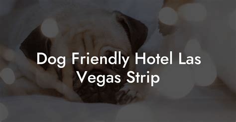 Dog Friendly Hotel Las Vegas Strip - Dog Hotels