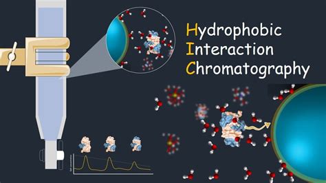 Hydrophobic interaction chromatography ( HIC) | Application of HIC ...